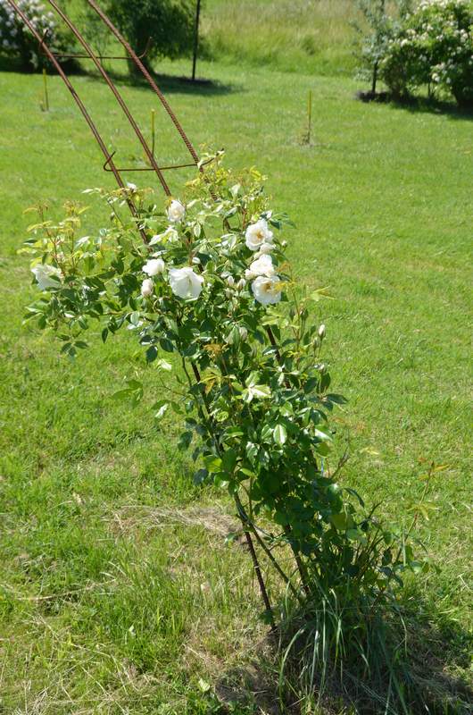 Les grands buissons, ou alors les petits grimpants. Description d'un jardin près de Toulouse